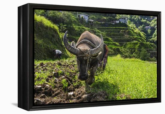 Water Buffalo Plowing Through the Rice Terraces of Banaue, Northern Luzon, Philippines-Michael Runkel-Framed Premier Image Canvas