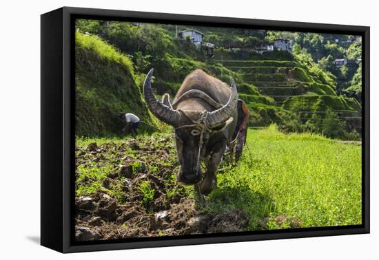 Water Buffalo Plowing Through the Rice Terraces of Banaue, Northern Luzon, Philippines-Michael Runkel-Framed Premier Image Canvas