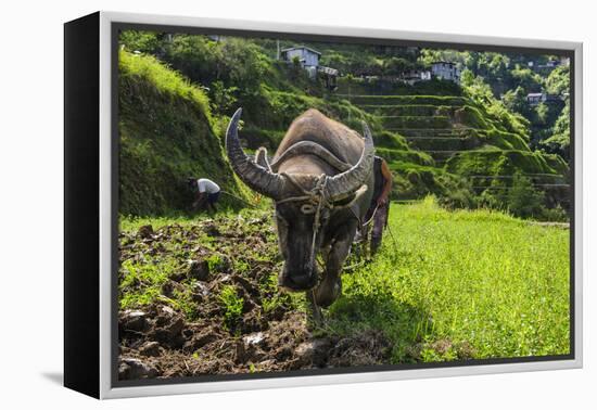 Water Buffalo Plowing Through the Rice Terraces of Banaue, Northern Luzon, Philippines-Michael Runkel-Framed Premier Image Canvas