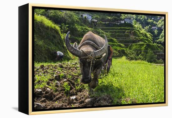 Water Buffalo Plowing Through the Rice Terraces of Banaue, Northern Luzon, Philippines-Michael Runkel-Framed Premier Image Canvas