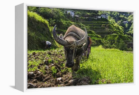 Water Buffalo Plowing Through the Rice Terraces of Banaue, Northern Luzon, Philippines-Michael Runkel-Framed Premier Image Canvas