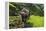 Water Buffalo Plowing Through the Rice Terraces of Banaue, Northern Luzon, Philippines-Michael Runkel-Framed Premier Image Canvas