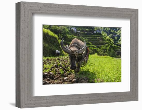 Water Buffalo Plowing Through the Rice Terraces of Banaue, Northern Luzon, Philippines-Michael Runkel-Framed Photographic Print