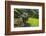 Water Buffalo Plowing Through the Rice Terraces of Banaue, Northern Luzon, Philippines-Michael Runkel-Framed Photographic Print