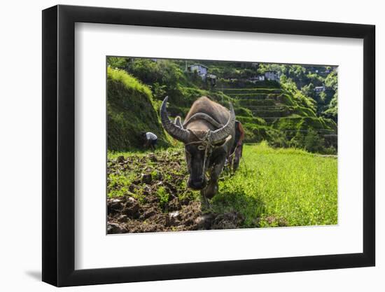 Water Buffalo Plowing Through the Rice Terraces of Banaue, Northern Luzon, Philippines-Michael Runkel-Framed Photographic Print