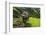 Water Buffalo Plowing Through the Rice Terraces of Banaue, Northern Luzon, Philippines-Michael Runkel-Framed Photographic Print