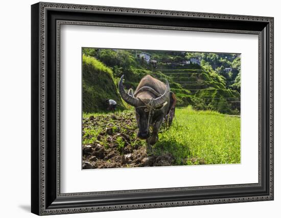 Water Buffalo Plowing Through the Rice Terraces of Banaue, Northern Luzon, Philippines-Michael Runkel-Framed Photographic Print