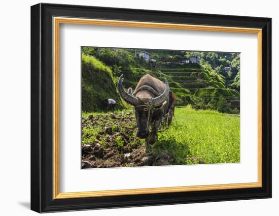 Water Buffalo Plowing Through the Rice Terraces of Banaue, Northern Luzon, Philippines-Michael Runkel-Framed Photographic Print