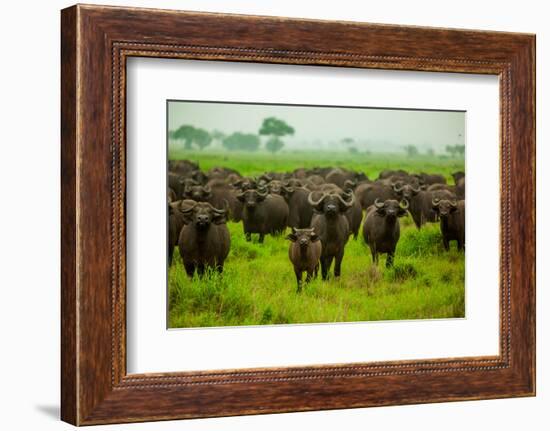 Water Buffalo Standoff on Safari, Mizumi Safari Park, Tanzania, East Africa, Africa-Laura Grier-Framed Photographic Print