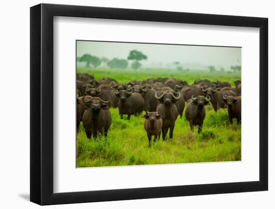 Water Buffalo Standoff on Safari, Mizumi Safari Park, Tanzania, East Africa, Africa-Laura Grier-Framed Photographic Print