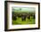 Water Buffalo Standoff on Safari, Mizumi Safari Park, Tanzania, East Africa, Africa-Laura Grier-Framed Photographic Print