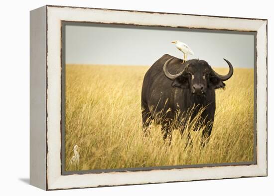 Water Buffalo with Bird in the Veldt of the Maasai Mara, Kenya-Axel Brunst-Framed Premier Image Canvas