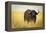 Water Buffalo with Bird in the Veldt of the Maasai Mara, Kenya-Axel Brunst-Framed Premier Image Canvas