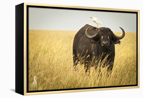 Water Buffalo with Bird in the Veldt of the Maasai Mara, Kenya-Axel Brunst-Framed Premier Image Canvas