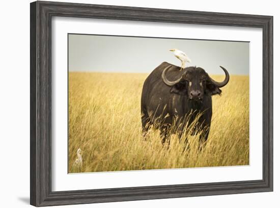 Water Buffalo with Bird in the Veldt of the Maasai Mara, Kenya-Axel Brunst-Framed Photographic Print