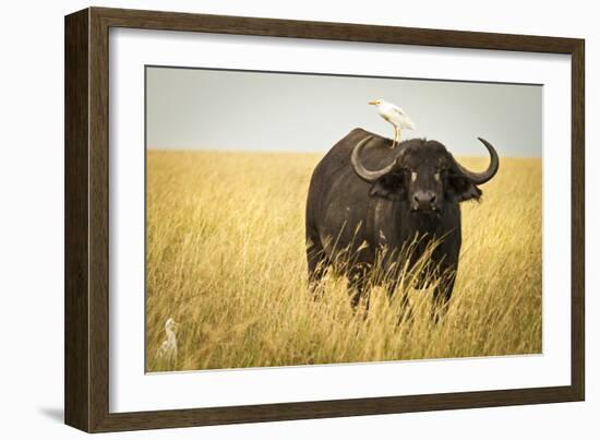 Water Buffalo with Bird in the Veldt of the Maasai Mara, Kenya-Axel Brunst-Framed Photographic Print