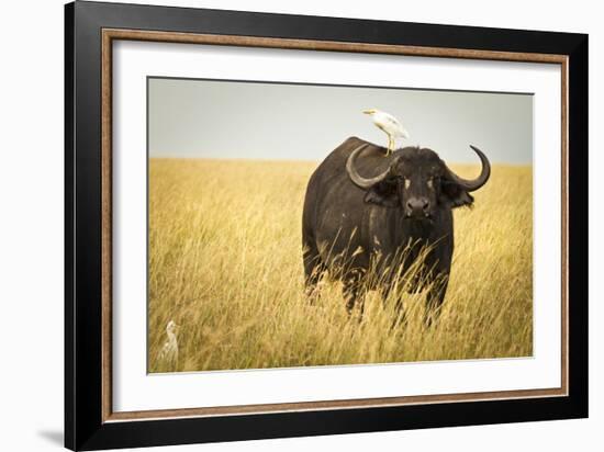 Water Buffalo with Bird in the Veldt of the Maasai Mara, Kenya-Axel Brunst-Framed Photographic Print