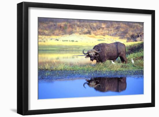 Water Buffalo-null-Framed Photographic Print