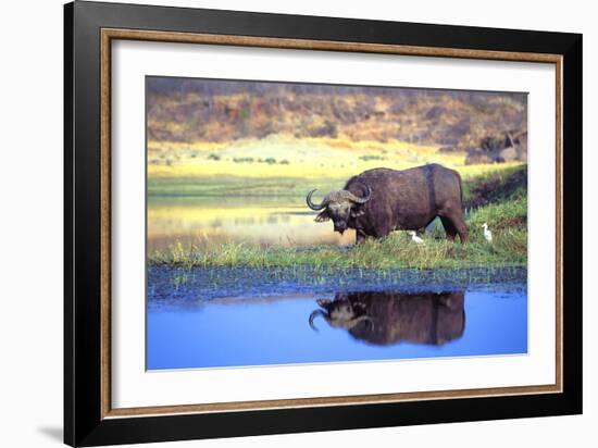 Water Buffalo-null-Framed Photographic Print