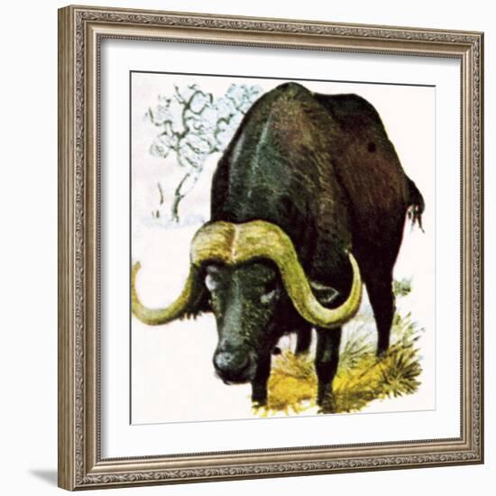 Water Buffalo-English School-Framed Giclee Print