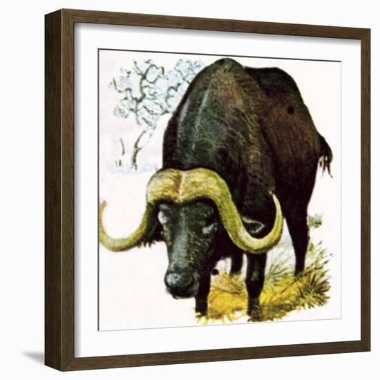 Water Buffalo-English School-Framed Giclee Print