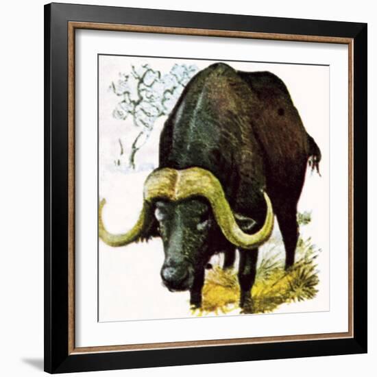 Water Buffalo-English School-Framed Giclee Print