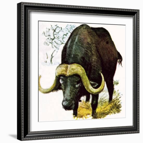 Water Buffalo-English School-Framed Giclee Print