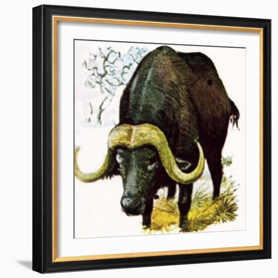 Water Buffalo-English School-Framed Giclee Print