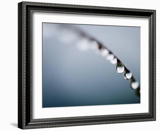 Water Droplets on Grass, Dali, Yunnan, China-Porteous Rod-Framed Photographic Print