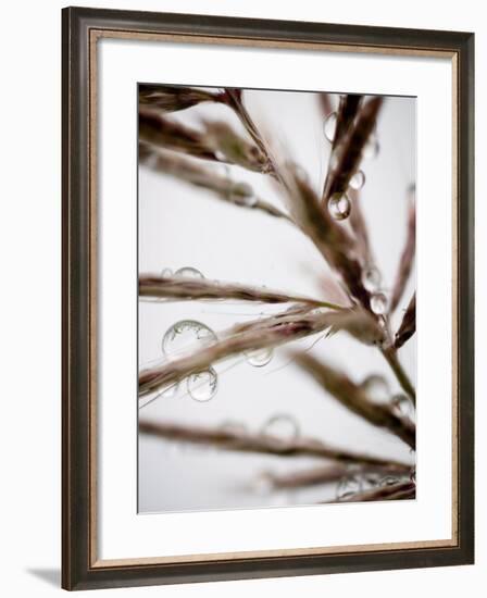 Water Droplets on Grass, Dali, Yunnan, China-Porteous Rod-Framed Photographic Print