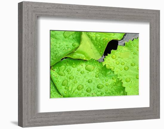 Water Droplets on Lilly Pads-Jan Michael Ringlever-Framed Premium Giclee Print