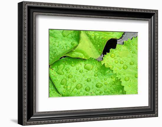 Water Droplets on Lilly Pads-Jan Michael Ringlever-Framed Premium Giclee Print