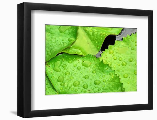 Water Droplets on Lilly Pads-Jan Michael Ringlever-Framed Premium Giclee Print