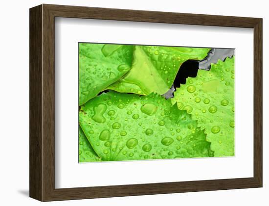 Water Droplets on Lilly Pads-Jan Michael Ringlever-Framed Premium Giclee Print