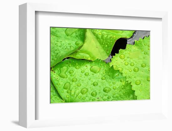 Water Droplets on Lilly Pads-Jan Michael Ringlever-Framed Premium Giclee Print