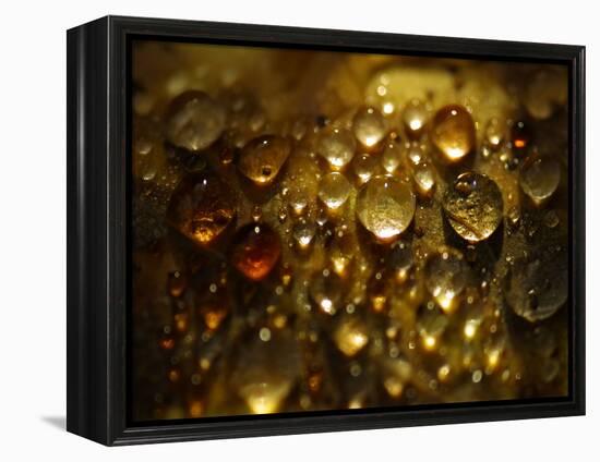 Water Droplets-null-Framed Premier Image Canvas
