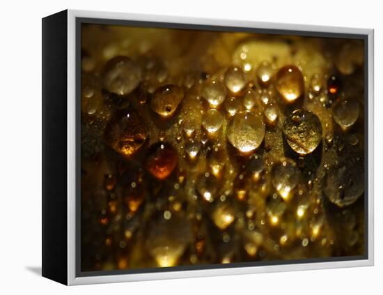 Water Droplets-null-Framed Premier Image Canvas