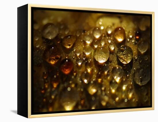 Water Droplets-null-Framed Premier Image Canvas