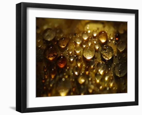 Water Droplets-null-Framed Photographic Print