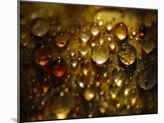 Water Droplets-null-Mounted Photographic Print