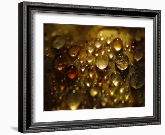 Water Droplets-null-Framed Photographic Print