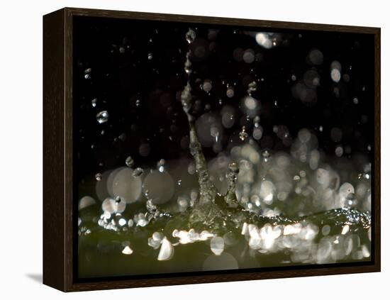 Water Drops Falling-null-Framed Premier Image Canvas