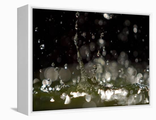 Water Drops Falling-null-Framed Premier Image Canvas