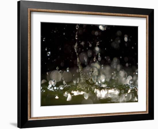 Water Drops Falling-null-Framed Photographic Print