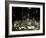 Water Drops Falling-null-Framed Photographic Print