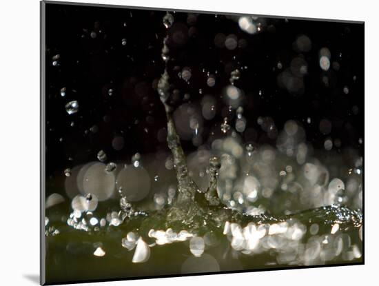 Water Drops Falling-null-Mounted Photographic Print