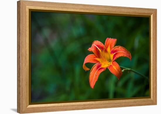 Water drops on Tiger lily flower-null-Framed Premier Image Canvas