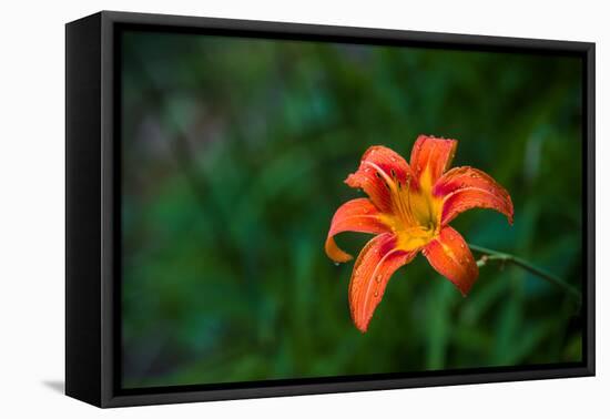 Water drops on Tiger lily flower-null-Framed Premier Image Canvas