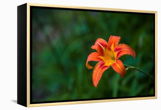 Water drops on Tiger lily flower-null-Framed Premier Image Canvas