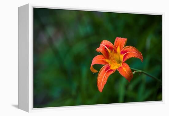 Water drops on Tiger lily flower-null-Framed Premier Image Canvas